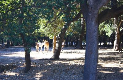 Herregård købe Mallorca, Serra de Tramuntana, Cala Sant Vicenç, Balearen, Billede 10/14