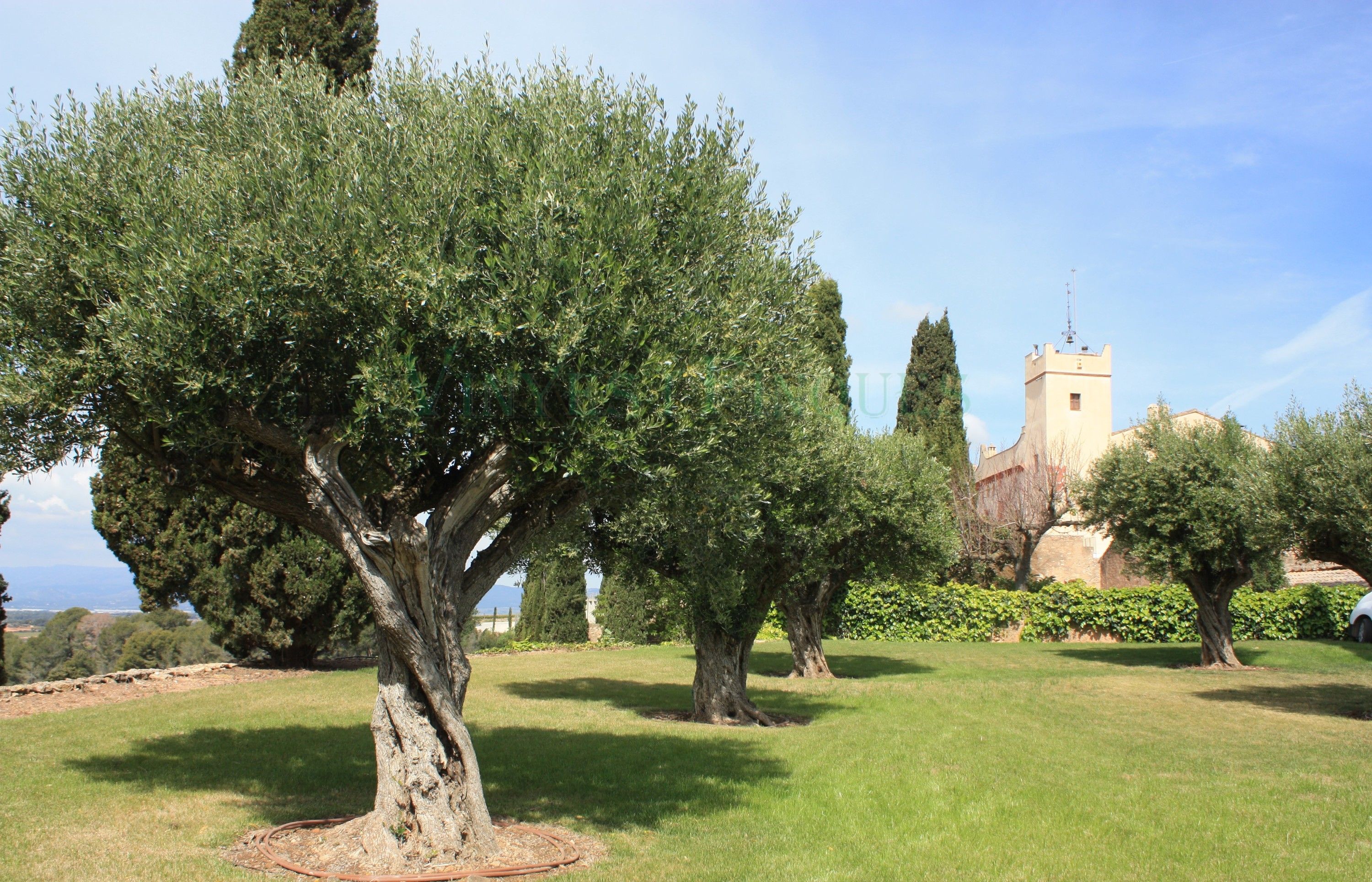 Photos Vineyard Vila-Rodona with 270 hectares of land